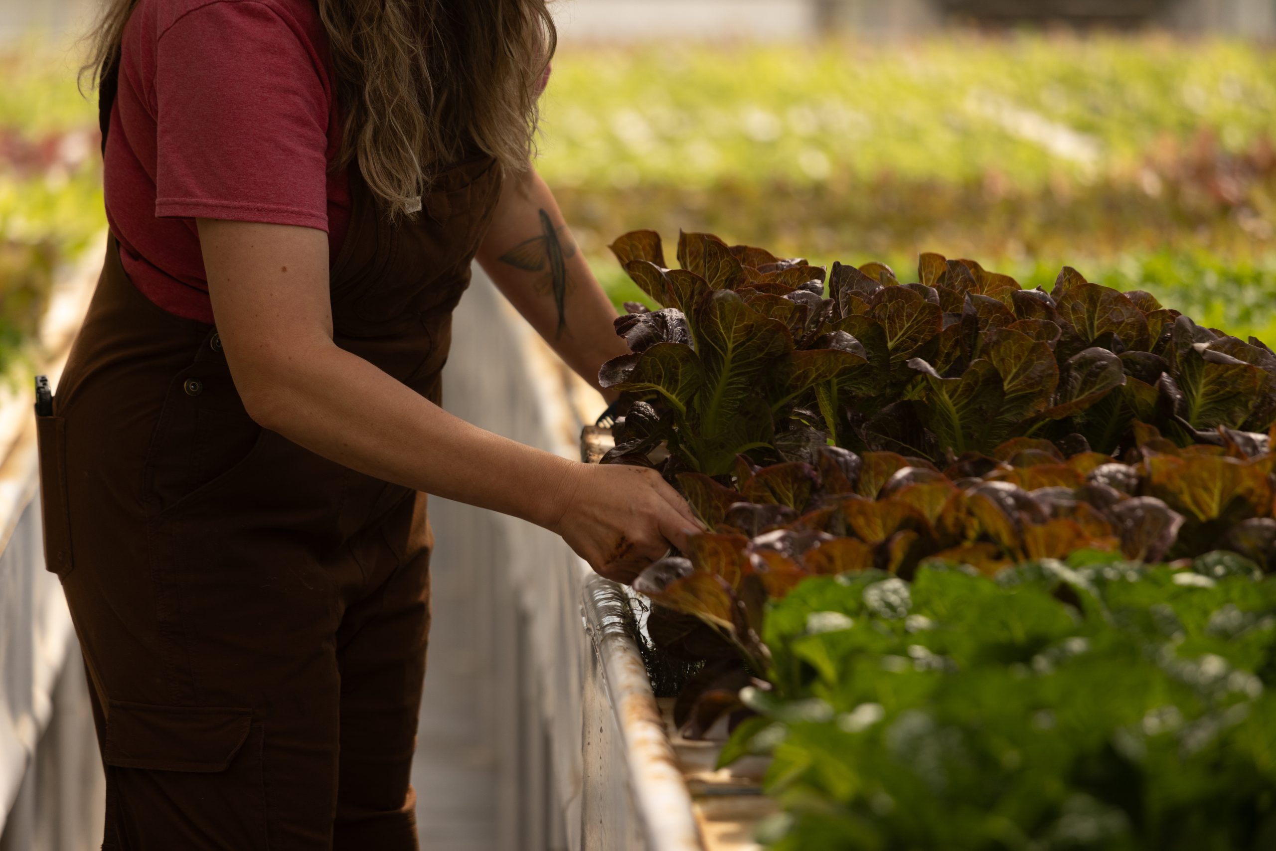 aquaponics greenhouse