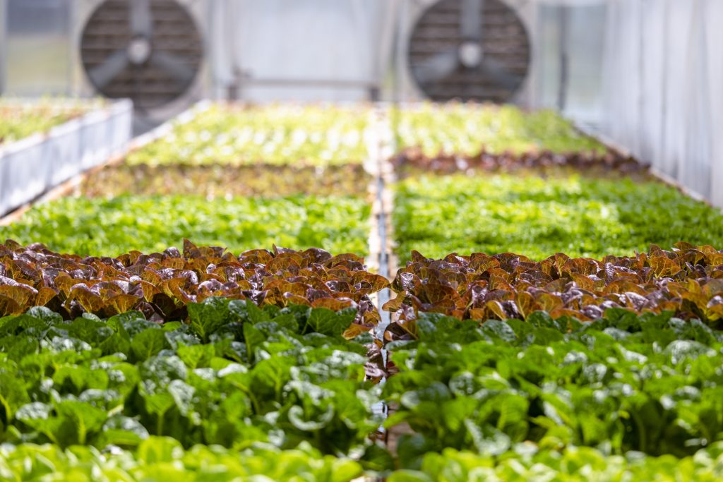 commercial aquaponics greenhouse