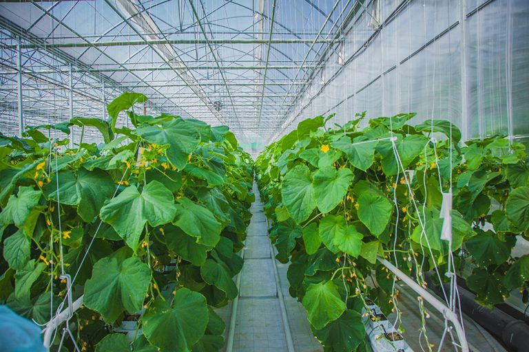 Cucumber farm greenhouse
