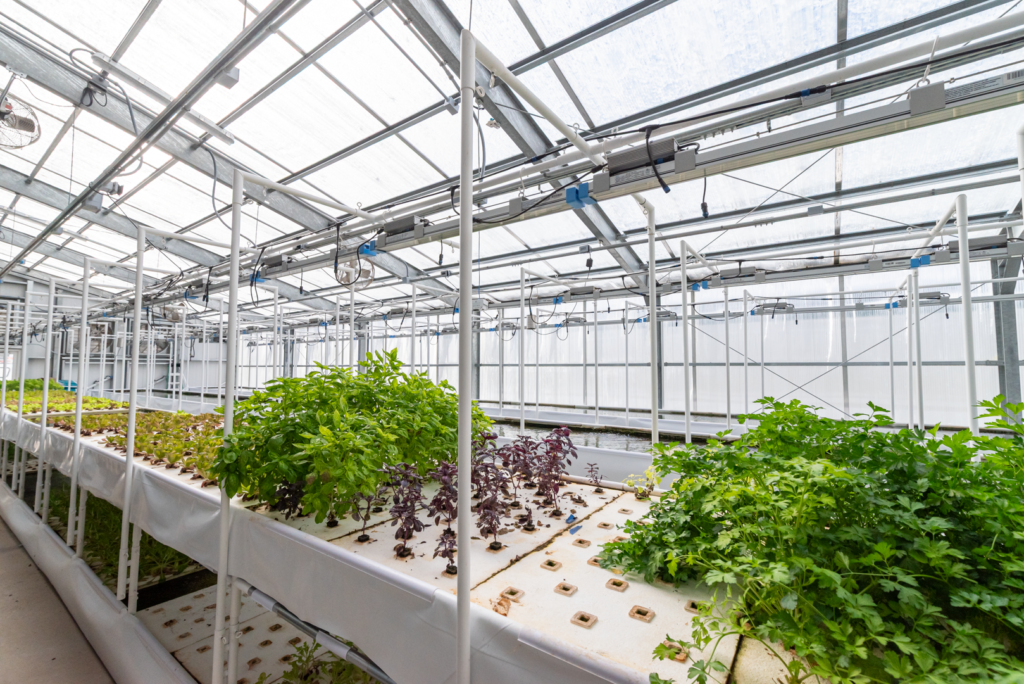 aquaponic greenhouse