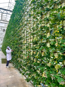 Vgreens strawberry growing