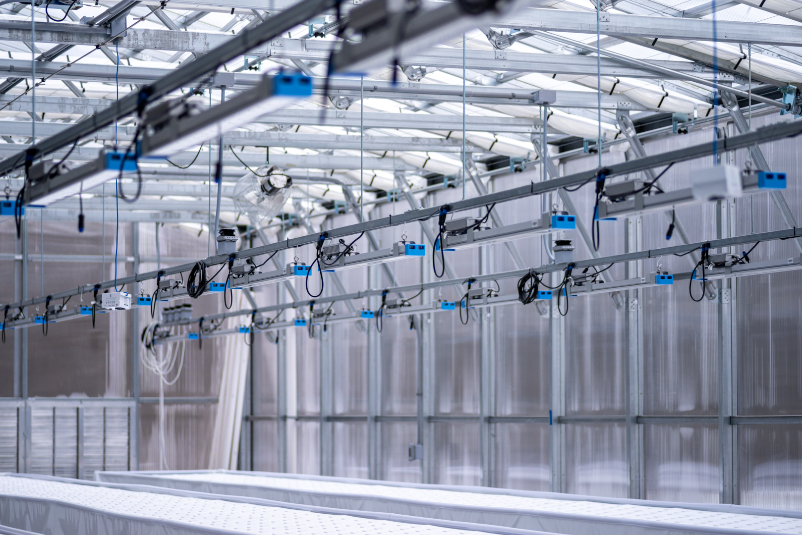 LED grow lights installed across a commercial greenhouse ceiling