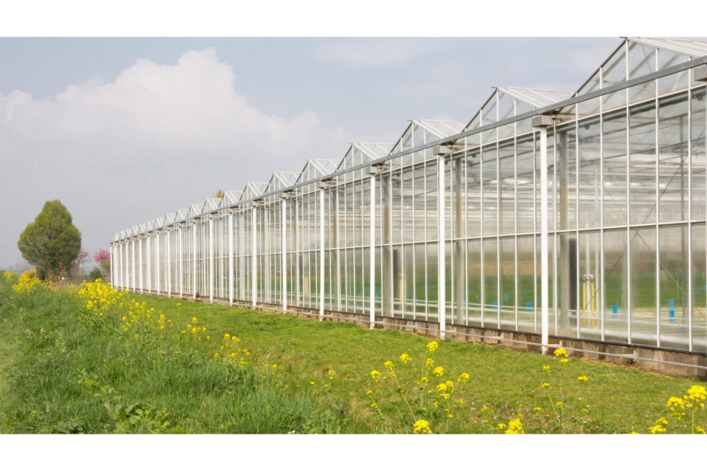 imported greenhouse- glass commercial greenhouse