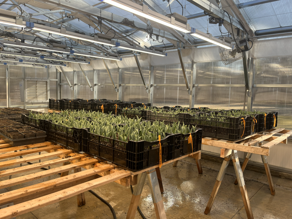 forced tulips in greenhouse