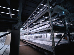 greenhouse vernalization