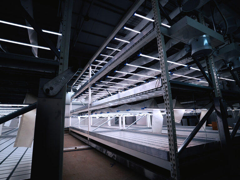greenhouse vernalization